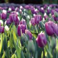 Triumftulppaani Holland Beauty