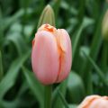 Myöhäinen yksinkertainen tulppaani Menton