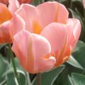 Triumftulppaani Pretty Princess
