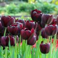 Triumftulppaani Black Jack