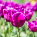 Triumftulppaani Passionale