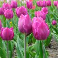 Triumftulppaani Purple Flag