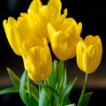 Triumftulppaani Strong Gold