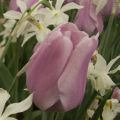 Triumftulppaani Synaeda Amor