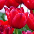 Triumftulppaani Unique de France