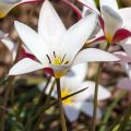 Italiantulppaani Lady Jane