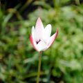 Italiantulppaani Peppermint Stick