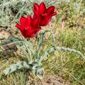 Kasvitieteellinen tulppaani - Tulipa eichleri