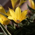 Aurinkotulppaani - Tulipa kolpakowskiana