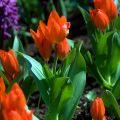 Terttutulppaani Fusilier