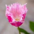Ripsureunatulppaani Huis Ten Bosch