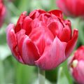 Myöhäinen kerrottu tulppaani Oncle Tom