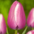 Myöhäinen yksinkertainen tulppaani Jumbo Beauty