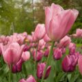 Triumftulppaani Early Glory