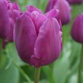 Triumftulppaani Negrita