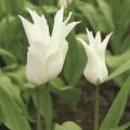 Liljatulppaani White Triumphator