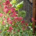 Punavirma Coccineus