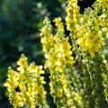 Jättitulikukka - Verbascum olympicum