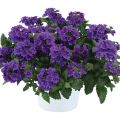 Tarhaverbena Virgo up Purple