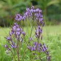 Tähkäverbena - Verbena hastata