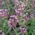 Tähkäverbena Rosea