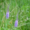Rantatädyke Marietta
