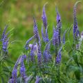 Rantatädyke - Veronica longifolia