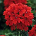 Tarhaverbena Endurascape Lava Red