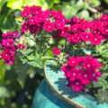 Tarhaverbena Endurascape Magenta