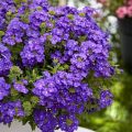 Tarhaverbena Vepita Pearl Blue