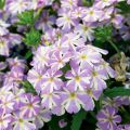 Tarhaverbena Virgo Lavender Star