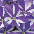 Tarhaverbena Star dreams Blue Star