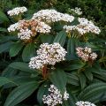 Heisi - Viburnum davidii