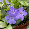 Isotalvio - Vinca major