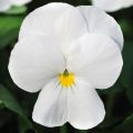 Tarhasarviorvokki Sorbet Xp F1 White