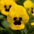 Tarhasarviorvokki Sorbet XP Yellow Blotch