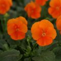 Tarhasarviorvokki Sorbet Xp Deep Orange