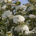 Laakeriheisi - Viburnum tinus