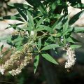 Siveydenpuu Albus