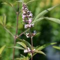 Siveydenpuu Pink Pinnacle