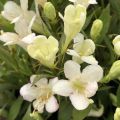 Komeakotakuusama Picobella Bianco