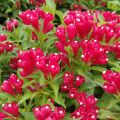 Komeakotakuusama Picobella Rosso