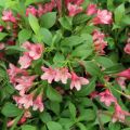 Komeakotakuusama Picobella Rosa