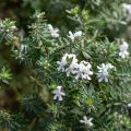 Neidonrosmikki Blanc