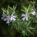 Neidonrosmikki - Westringia fruticosa