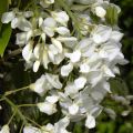Sinisatee - Wisteria venusta