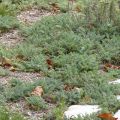 Siankärsämö - Achillea crithmifolia