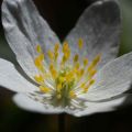 Valkovuokko - Anemone nemorosa