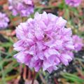 Maljalaukkaneilikka Ballerina Lilac