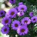 Tuoksuasteri Purple Dome